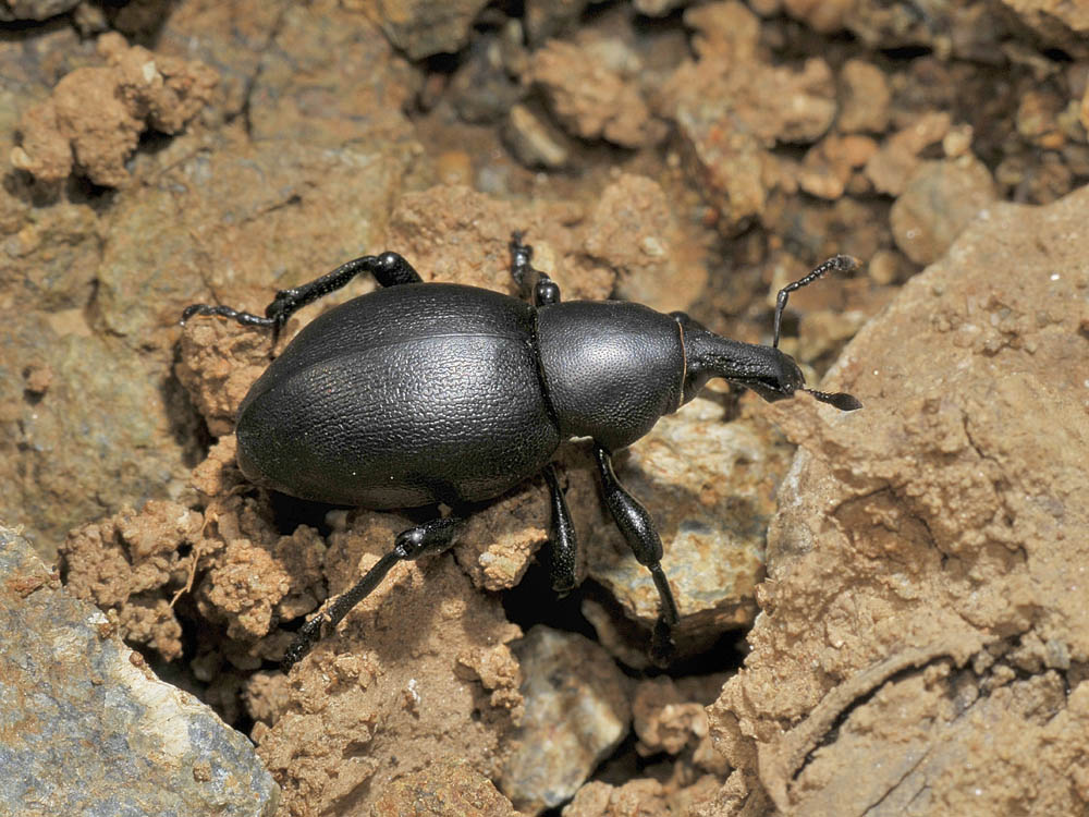 Liparus dirus
